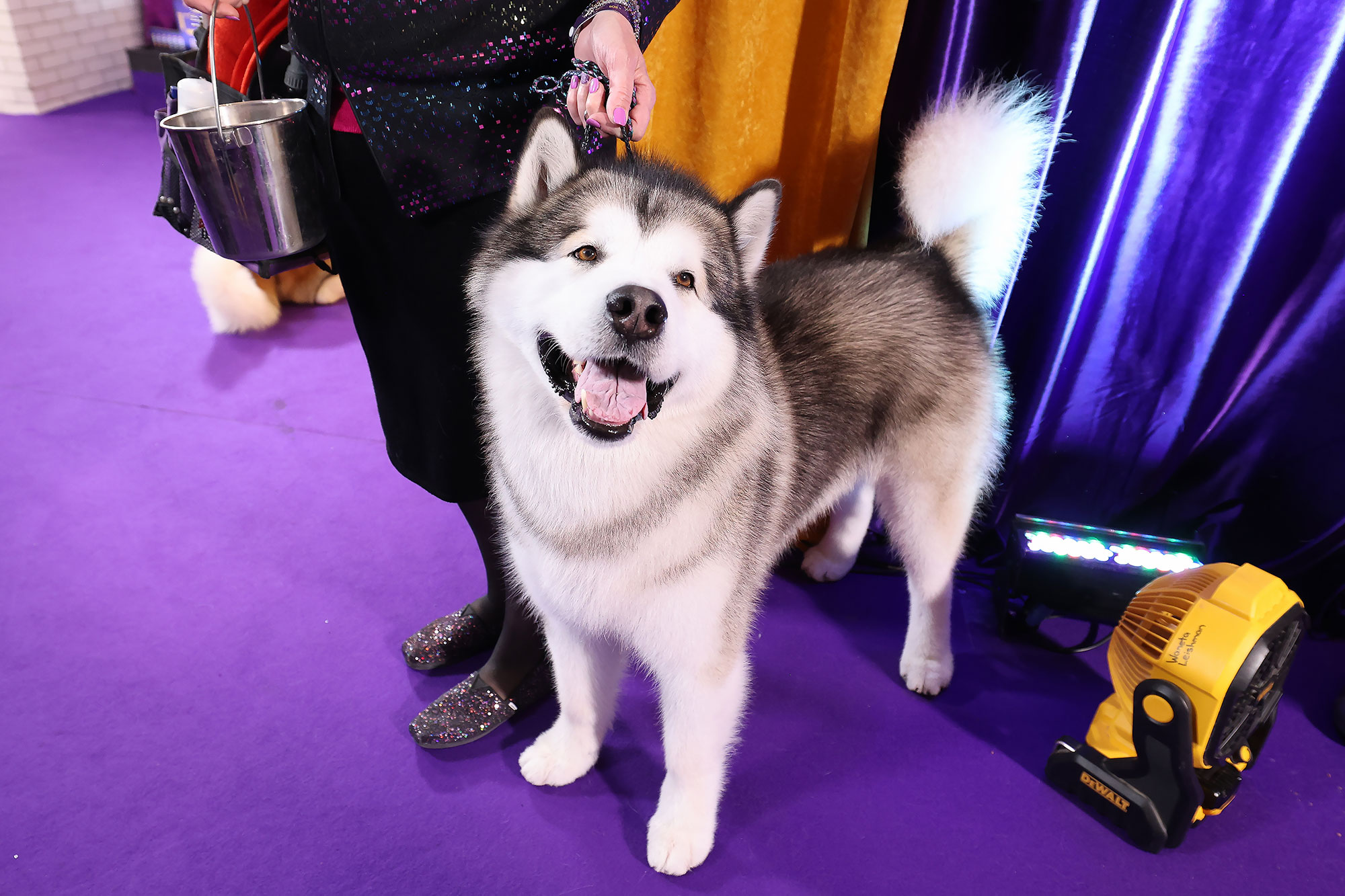 Who Is the Celeb Demanding a Medium-Sized Dog in Every Hotel Room