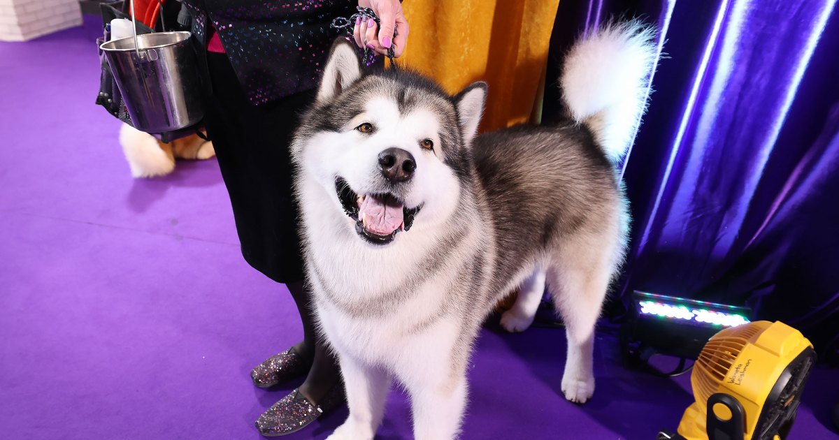 Who Is the Celeb Demanding a Medium Sized Dog in Every Hotel Room