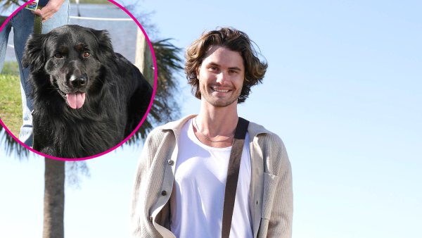 See Chase Stokes and More Hollywood Heartthrobs Walking Their Dogs