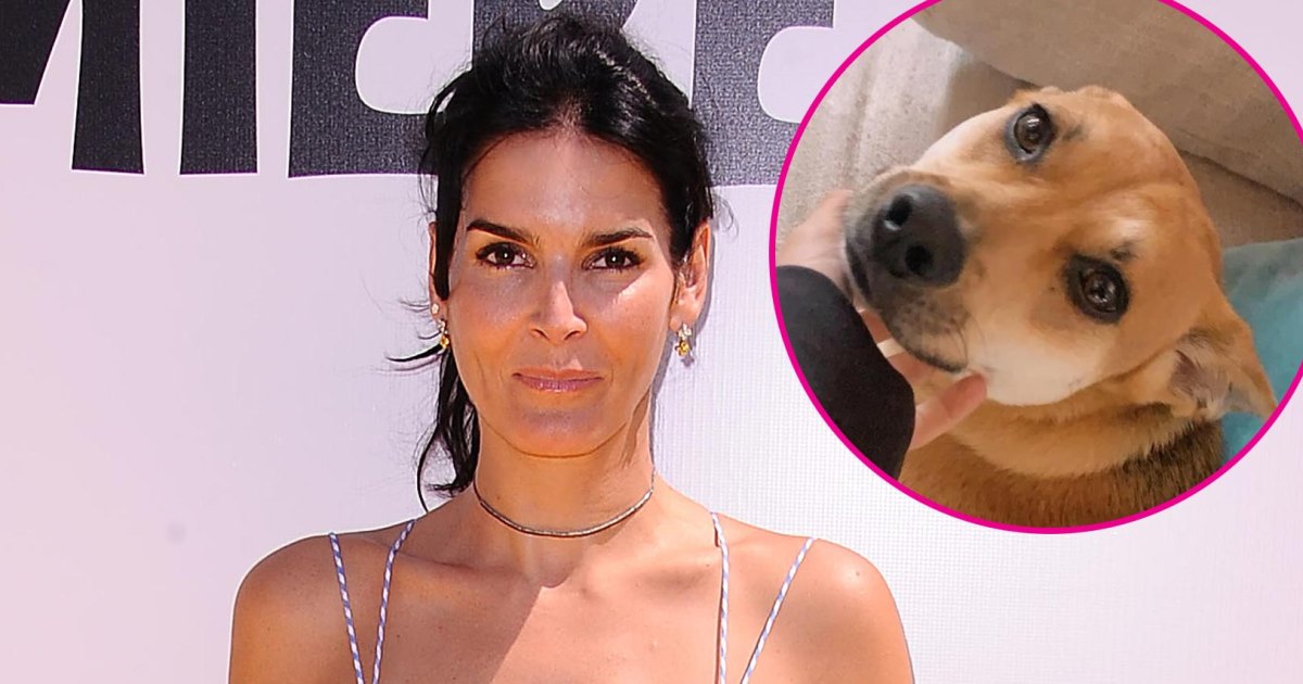 Angie Harmon Says Her Dog Was Shot and Killed by Deliveryman