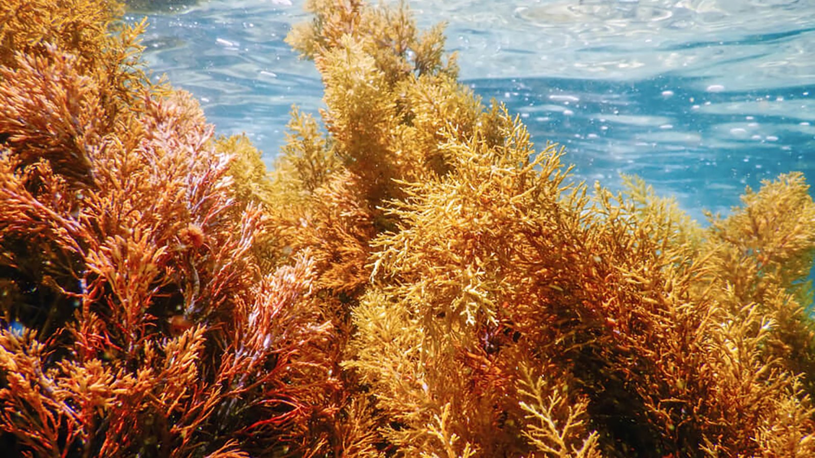 Sea Moss Benefits