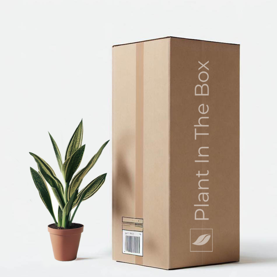 PLANT BOX