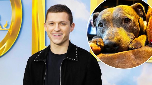 Tom Holland Mourns Death of Family Dog Tessa