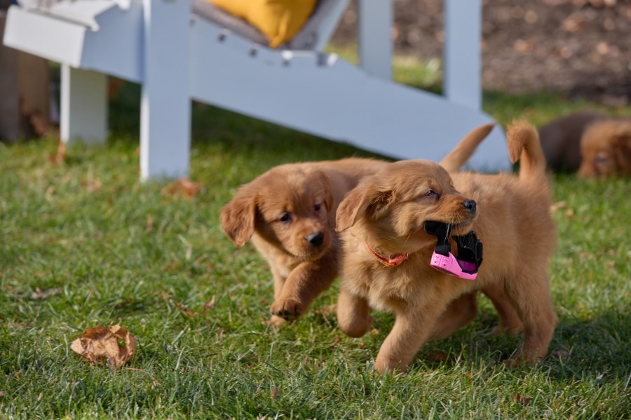 Stephen Huszar Jokes Everything Puppies Pets Were More Trained Than Him