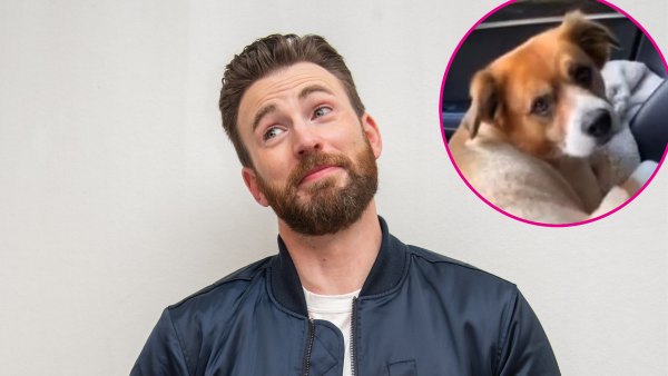 Chris Evans Dog
