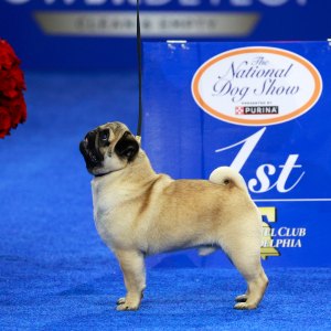 National Dog Show Winner