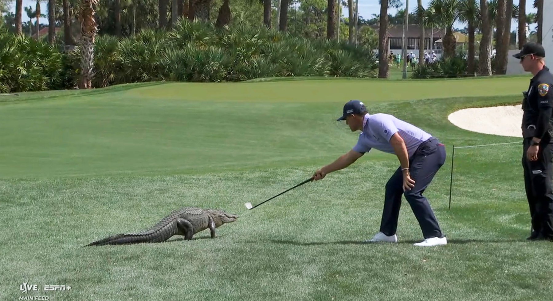 Golfer Billy Horschel Scares an Alligator Off the Course: Wild Video ...