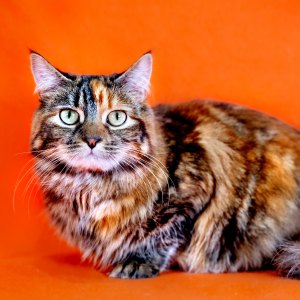 Multicolored cat sits against orange background