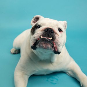 America’s Favorite Pet Competition Winner Buster the Bulldog