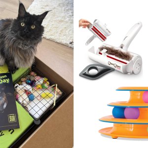 Amazon Pet Day Cat Recommendations