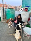 Who is Priya Jain 6 things to know about the recently faded designer with Joshua Jackson Dog Lover 2