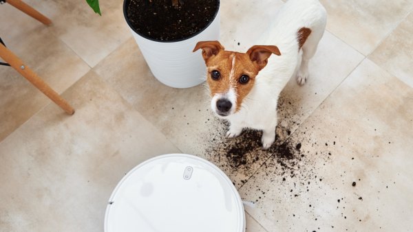 Freo Z10 Robot Vacuum and Mop Combo cleaning a hardwood floor with a dog looking up