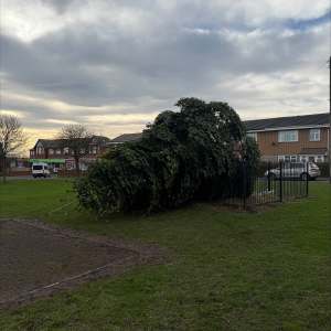 Vandals Chop Down Massive Christmas Tree in England After Lighting Ceremony