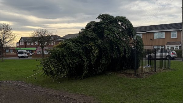 Vandals Chop Down Massive Christmas Tree in England After Lighting Ceremony