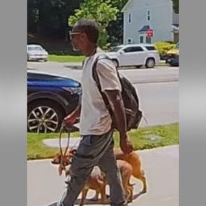 police identify suspect dead dogs