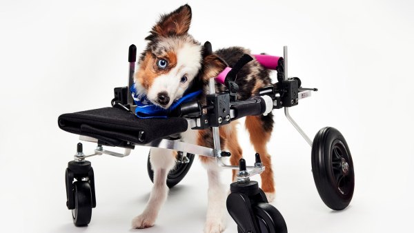 2026 Puppy Bowl Winning Dog Is Already Dead Find Out What Happened to 2026 Puppy Bowl Winning Dog Is Already Dead Find Out What Happened to Teigan