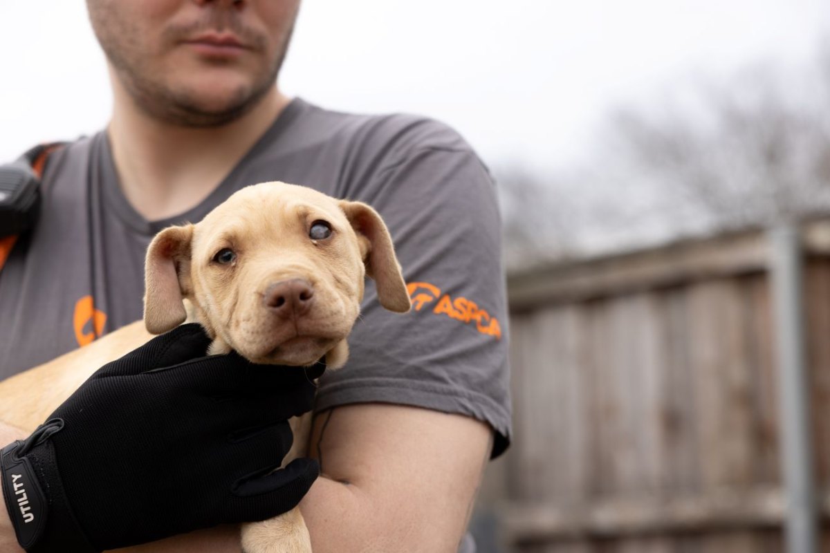 Authorities Save More Than 200 Dogs During Dogfighting Takedown ...