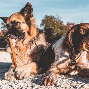 Dogs enjoying premium treats from Bully Bunches