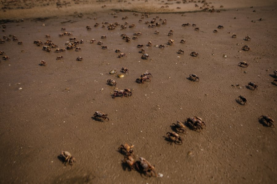 Influencer Dies After Eating Toxic Crab for Stunt