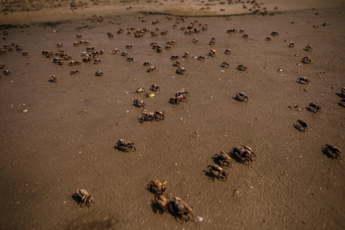 Influencer Dies After Eating Toxic Crab for Stunt