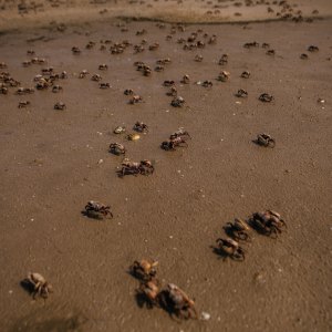 Influencer Dies After Eating Toxic Crab for Stunt