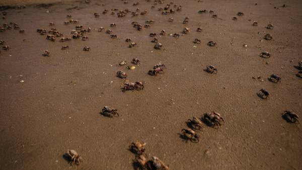Influencer Dies After Eating Toxic Crab for Stunt