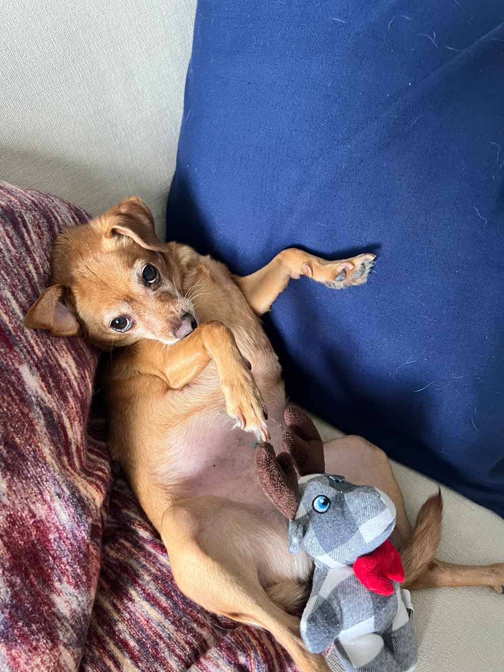 Poppy - Toys