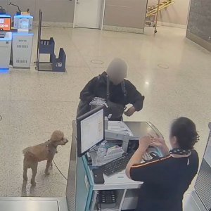 Woman Allegedly Abandoned Dog at JetBlue Ticket Counter at Las Vegas Airport