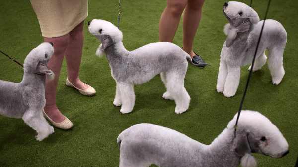 New York Man Arrested at Westminster Dog Show on Burglary, Grand Larceny Charges