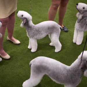 New York Man Arrested at Westminster Dog Show on Burglary, Grand Larceny Charges