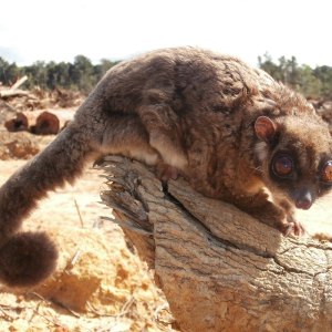 Photo of Tous ayamaruensis.