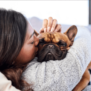 SpotPetInsurance
