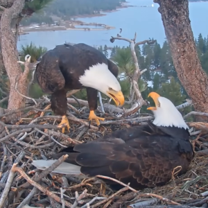 Jackie and Shadow, a pair of bald eagles in Big Bear, have captivated millions through a viral nest cam.