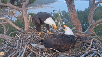 Jackie and Shadow, a pair of bald eagles in Big Bear, have captivated millions through a viral nest cam.