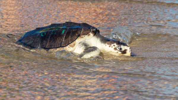 1241615603 Endangered Sea Turtle Washed Ashore Covered in Barnacles. Not She’s Fighting for Her Life