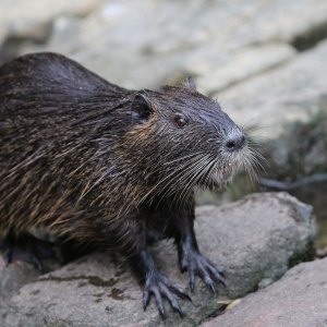 970726842 The U.S. Government Is Encouraging You to Eat Swamp Rat Gumbo and Iguana Stew—But Why?