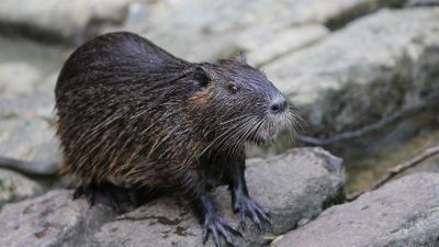 970726842 The U.S. Government Is Encouraging You to Eat Swamp Rat Gumbo and Iguana Stew—But Why?