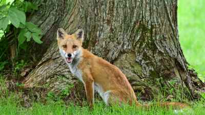 NANAE, JAPAN - AUGUST 29: An Ezo red fox is seen during the second round of NITORI LADIES at Hokkaido Country Club Onuma Course on August 29, 2025 in Nanae, Hokkaido, Japan. (Photo by Atsushi Tomura/Getty Images)