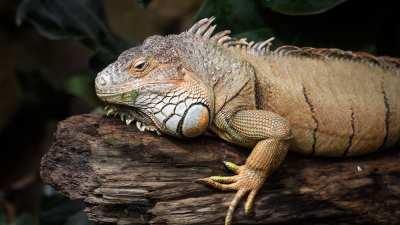 GettyImages-1058602772 289-Million-Year-Old Mummified Reptile Found: Everything to Know