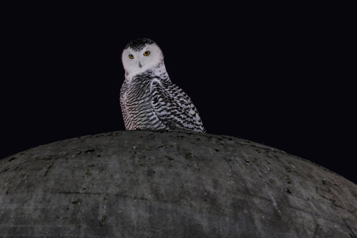 Cheetahs, Snowy Owls Among 40 Species Newly Protected by the UN