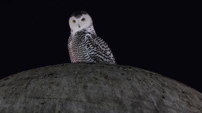 Cheetahs, Snowy Owls Among 40 Species Newly Protected by the UN