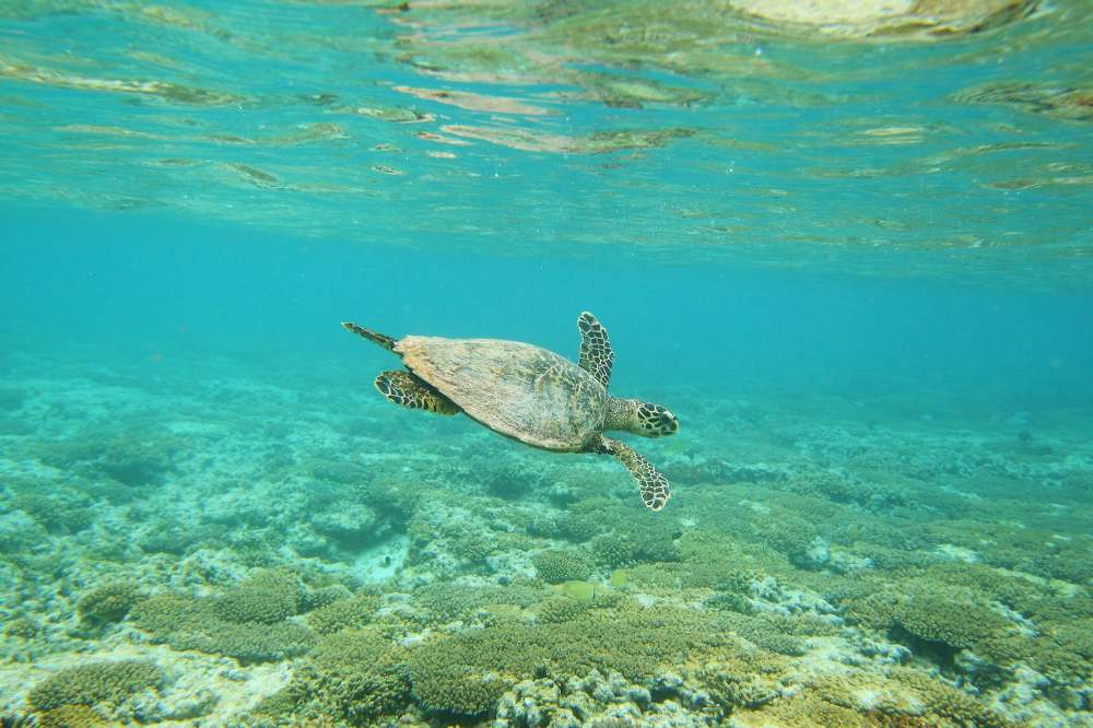 GettyImages-138060429 Critically Endangered Turtle Released Back Into Ocean