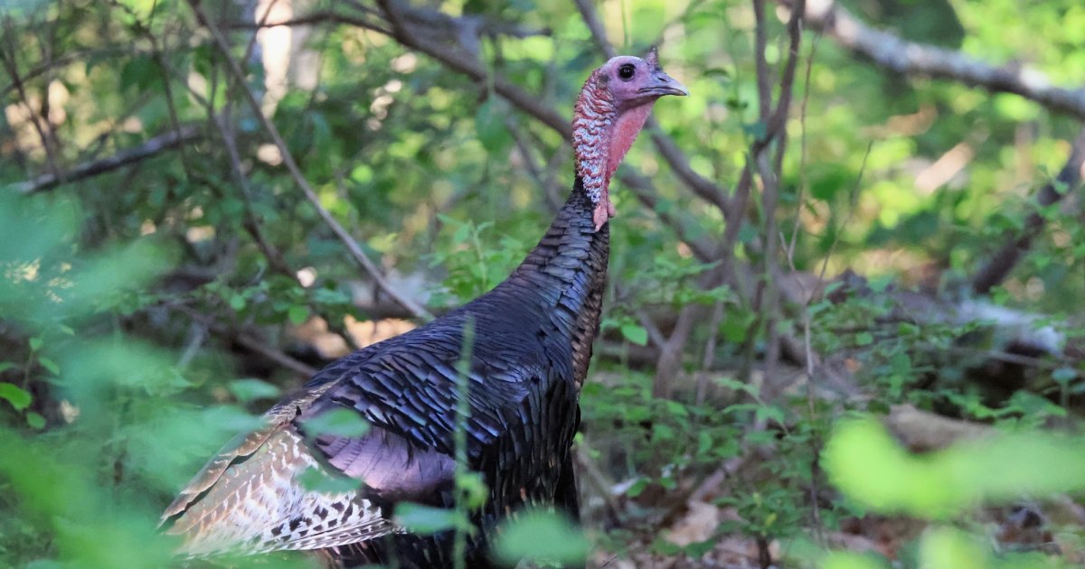 Wild Turkey Named Astoria Becomes Unlikely Celebrity Roaming Manhattan Streets for Over a Year