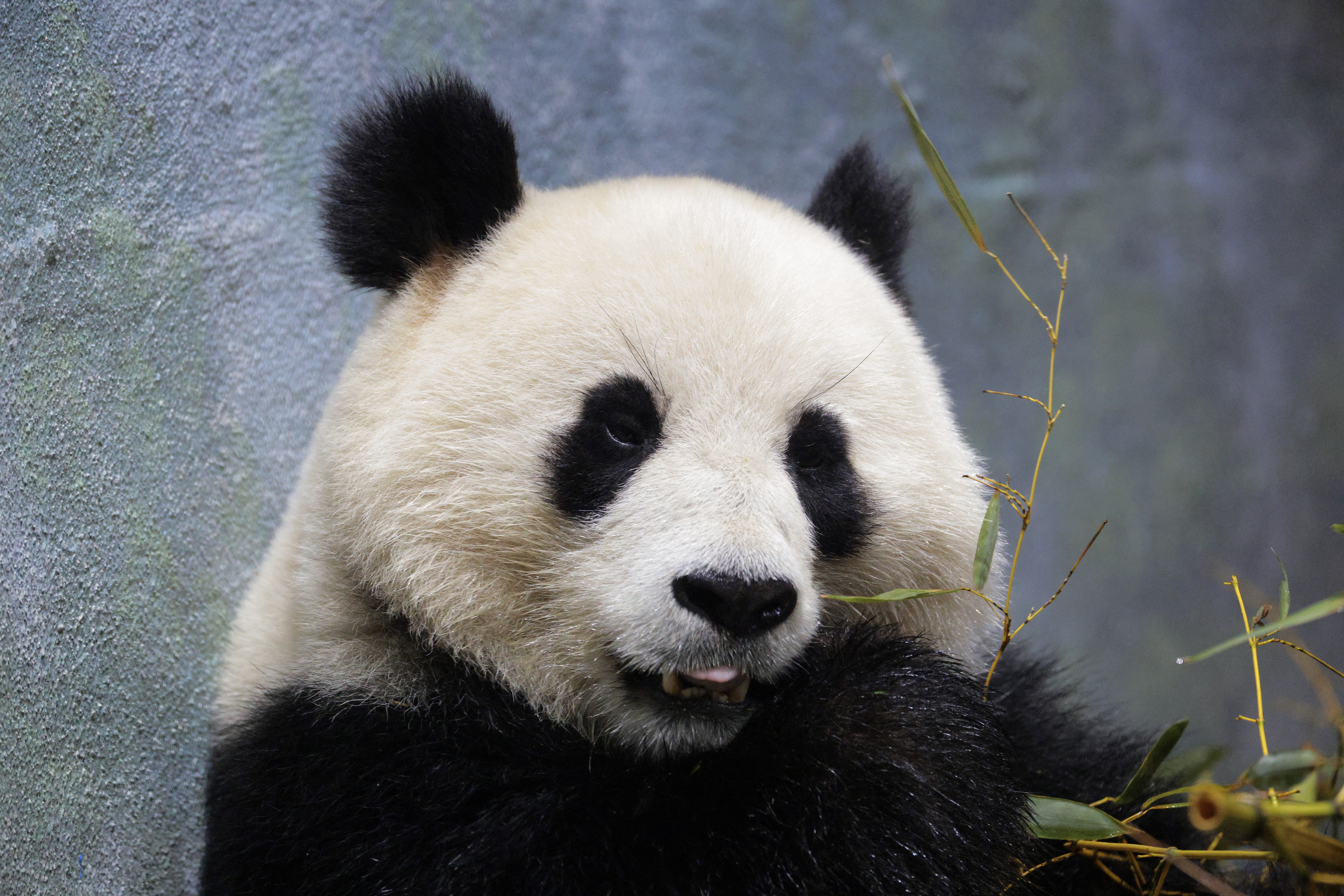 These 2 Giant Pandas Are Starting to Flirt Like Teenagers