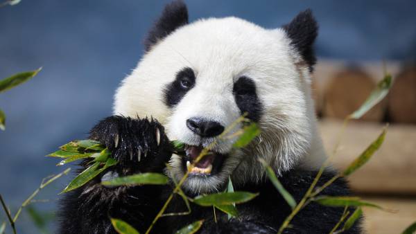 GettyImages-2196458567-These-Two-Giant-Pandas-Are-Flirting-Like-Teenagers-and-Zookeepers-Couldnt-Be-Happier