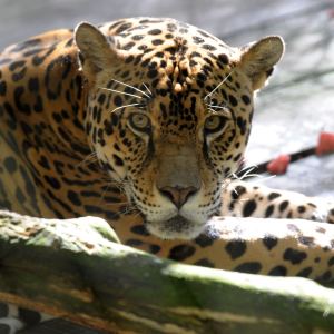 GettyImages-455991598 Cloud Jaguar Seen in Honduras for 1st Time in Over a Decade