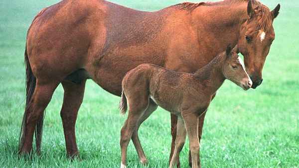 GettyImages-807753-Grieving-Horse-Camy-Steps-In-as-Nurse-Mom-to-Orphaned-Colt-Arlo-in-Tear-Jerking-Story
