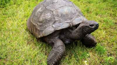 GettyImages-863814132-Worlds-Oldest-Land-Animal-Jonathan-the-Tortoise-Falls-Victim-to-Crypto-Scam-In-Death-Hoax