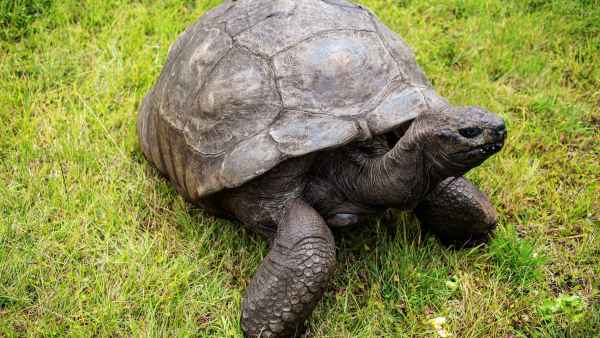 GettyImages-863814132-Worlds-Oldest-Land-Animal-Jonathan-the-Tortoise-Falls-Victim-to-Crypto-Scam-In-Death-Hoax
