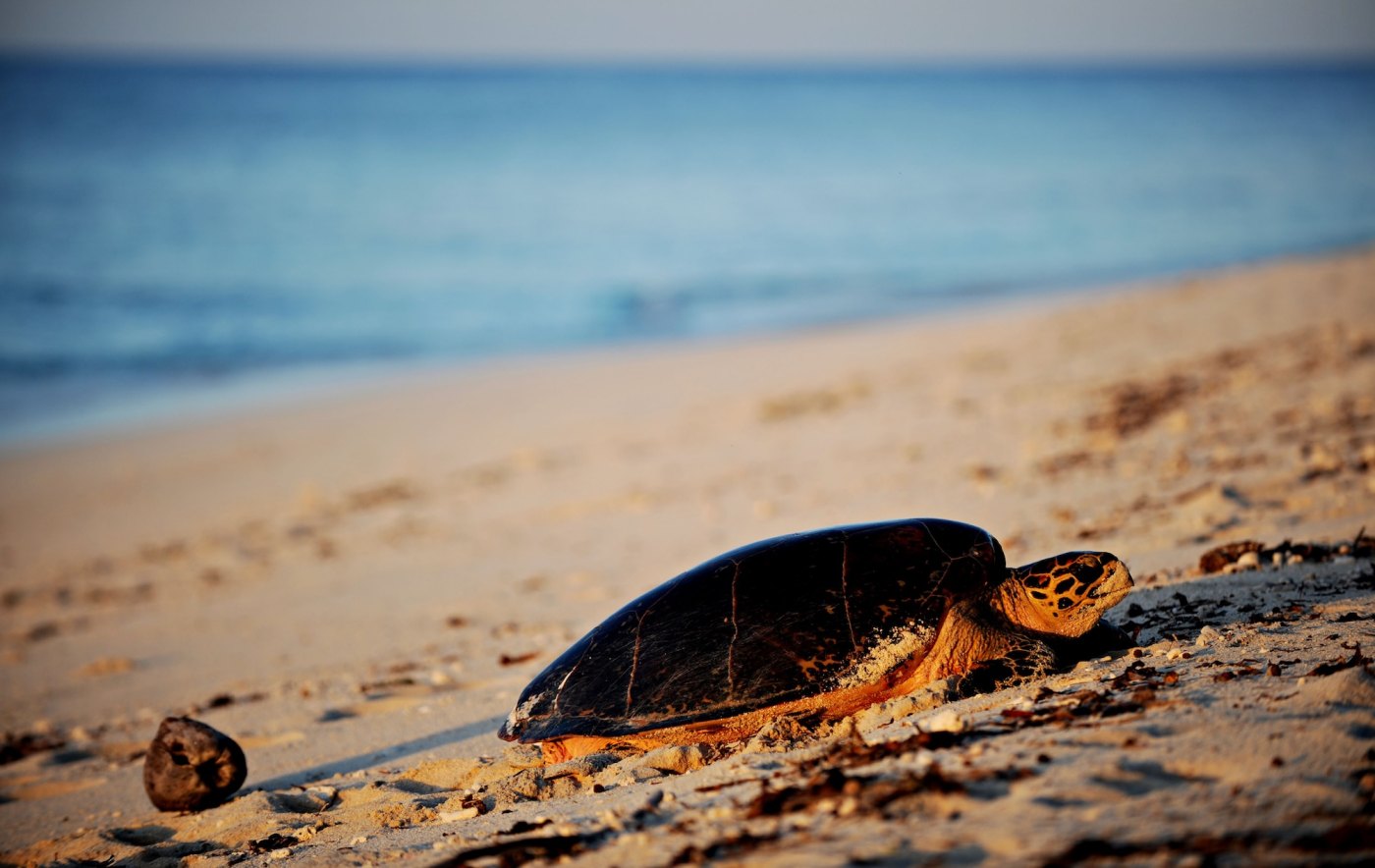 Critically Endangered Turtle Released Back Into Ocean